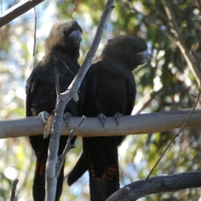 Calyptorhynchus lathami lathami (Glossy Black-Cockatoo) at Borough, NSW - 29 May 2024 by Paul4K