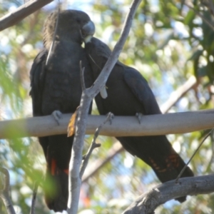 Calyptorhynchus lathami lathami at QPRC LGA - 29 May 2024