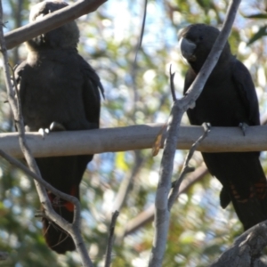 Calyptorhynchus lathami lathami at QPRC LGA - 29 May 2024