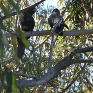 Calyptorhynchus lathami lathami at QPRC LGA - 29 May 2024