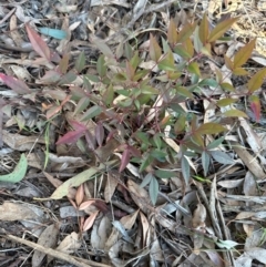 Nandina domestica (Sacred Bamboo) at Cook, ACT - 2 Jun 2024 by lbradley