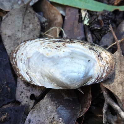 Velesunio ambiguus (Balonne Freshwater Mussel) at Canberra Airport, ACT - 22 Jul 2023 by RobG1