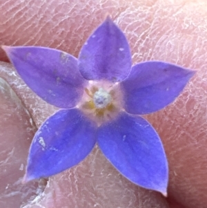 Wahlenbergia sp. at Cook, ACT by lbradley