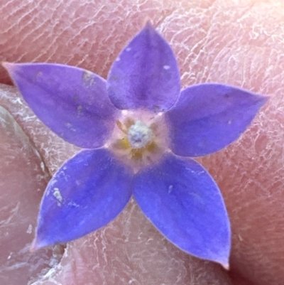 Wahlenbergia luteola (Yellowish Bluebell) at Mount Painter - 2 Jun 2024 by lbradley