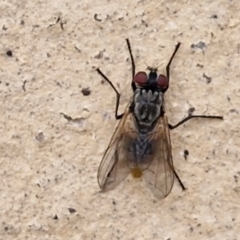 Tachinidae (family) (Unidentified Bristle fly) at Goulburn, NSW - 1 Jun 2024 by trevorpreston