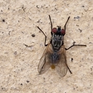Tachinidae (family) (Unidentified Bristle fly) at Goulburn, NSW by trevorpreston
