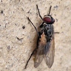 Tachinidae (family) at Goulburn, NSW - 1 Jun 2024