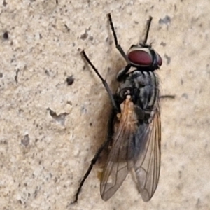 Tachinidae (family) at Goulburn, NSW - 1 Jun 2024 02:54 PM