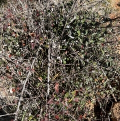 Cotoneaster franchetii (Franchet's Cotoneaster) at Mount Painter - 2 Jun 2024 by lbradley