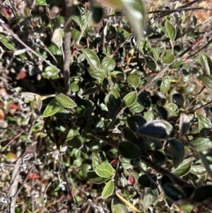 Cotoneaster franchetii at Cook, ACT - 2 Jun 2024