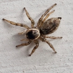 Maratus griseus (Jumping spider) at Goulburn, NSW - 2 Jun 2024 by trevorpreston