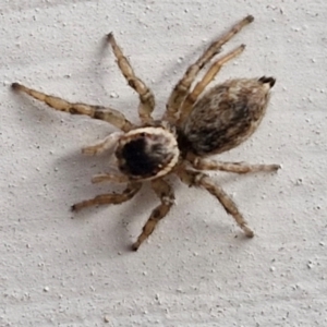 Maratus griseus (Jumping spider) at Goulburn, NSW by trevorpreston