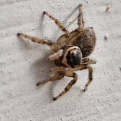 Maratus griseus at Goulburn, NSW - 2 Jun 2024