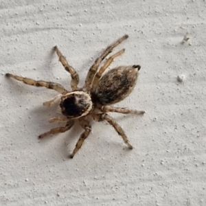 Maratus griseus at Goulburn, NSW - 2 Jun 2024