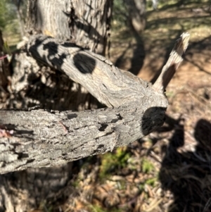 Eucalyptus goniocalyx at Cook, ACT - 2 Jun 2024