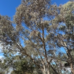Eucalyptus goniocalyx at Cook, ACT - 2 Jun 2024