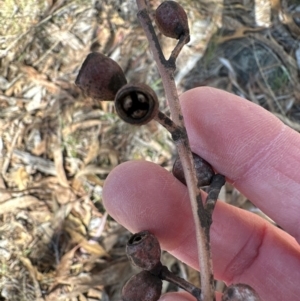 Eucalyptus goniocalyx at Cook, ACT - 2 Jun 2024