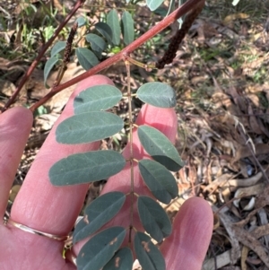 Indigofera australis subsp. australis at Cook, ACT - 2 Jun 2024