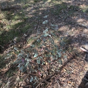 Indigofera australis subsp. australis at Cook, ACT - 2 Jun 2024 12:11 PM