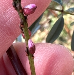 Indigofera australis subsp. australis at Cook, ACT - 2 Jun 2024