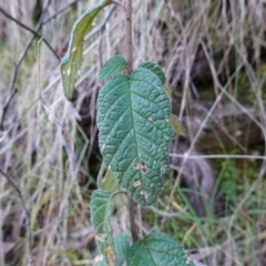 Pomaderris aspera (Hazel Pomaderris) at Canberra Airport, ACT - 22 Jul 2023 by RobG1