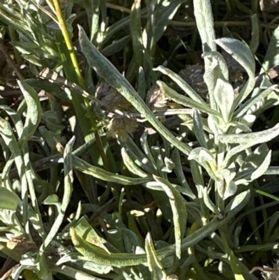 Chrysocephalum apiculatum (Common Everlasting) at Mount Painter - 2 Jun 2024 by lbradley