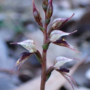 Acianthus collinus at Aranda Bushland - 23 May 2024