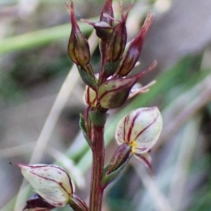 Acianthus collinus at Aranda Bushland - 23 May 2024