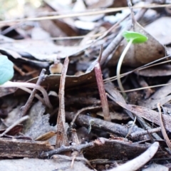 Acianthus collinus at Aranda Bushland - 23 May 2024