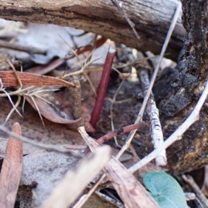 Acianthus collinus at Aranda Bushland - 23 May 2024