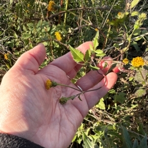 Bidens pilosa at Cook, ACT - 2 Jun 2024