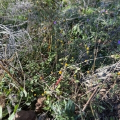 Bidens pilosa at Cook, ACT - 2 Jun 2024