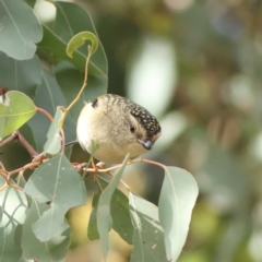 Pardalotus punctatus (Spotted Pardalote) at Cantor Crescent Woodland, Higgins - 1 Jun 2024 by MichaelWenke