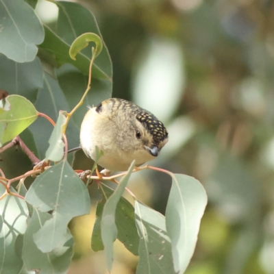 Pardalotus punctatus (Spotted Pardalote) at Cantor Crescent Woodland, Higgins - 1 Jun 2024 by Trevor