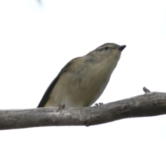 Pardalotus punctatus at Cantor Crescent Woodland, Higgins - 1 Jun 2024 12:42 PM