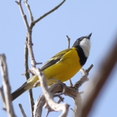 Pachycephala pectoralis (Golden Whistler) at Higgins, ACT - 1 Jun 2024 by Trevor