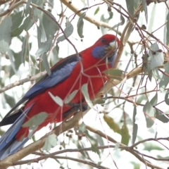 Platycercus elegans (Crimson Rosella) at Cantor Crescent Woodland, Higgins - 1 Jun 2024 by Trevor