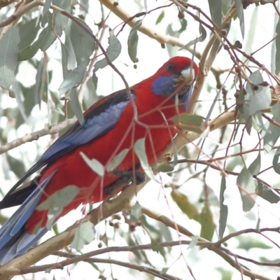 Platycercus elegans (Crimson Rosella) at Cantor Crescent Woodland, Higgins - 1 Jun 2024 by Trevor