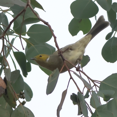 Ptilotula penicillata (White-plumed Honeyeater) at Cantor Crescent Woodland, Higgins - 1 Jun 2024 by Trevor