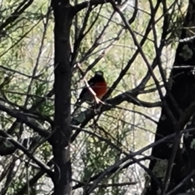 Petroica boodang (Scarlet Robin) at Piney Ridge - 2 Jun 2024 by Mike