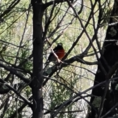 Petroica boodang (Scarlet Robin) at Denman Prospect, ACT - 2 Jun 2024 by Mike