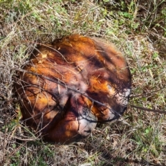 Suillus sp. at Block 402 - 2 Jun 2024 by Mike