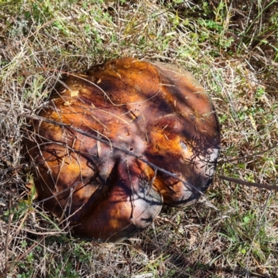 Suillus sp. at Denman Prospect, ACT - 2 Jun 2024 by Mike