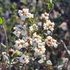 Cryptandra amara (Bitter Cryptandra) at Piney Ridge - 2 Jun 2024 by Mike