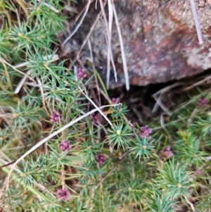 Acrotriche serrulata at Ginninderry Conservation Corridor - 2 Jun 2024