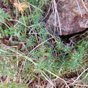 Acrotriche serrulata at Ginninderry Conservation Corridor - 2 Jun 2024