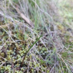 Thelymitra sp. at Strathnairn, ACT - 2 Jun 2024 by BethanyDunne