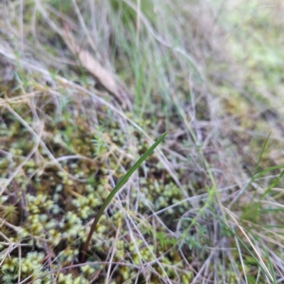 Thelymitra sp. (A Sun Orchid) at Ginninderry Conservation Corridor - 2 Jun 2024 by BethanyDunne