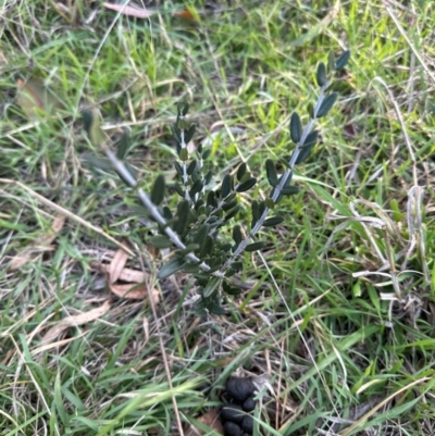 Olea europaea subsp. cuspidata at Mount Painter - 2 Jun 2024 by lbradley