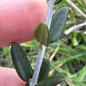 Olea europaea subsp. cuspidata at Cook, ACT - 2 Jun 2024